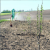 Pianta un albero con Growing Tree Network